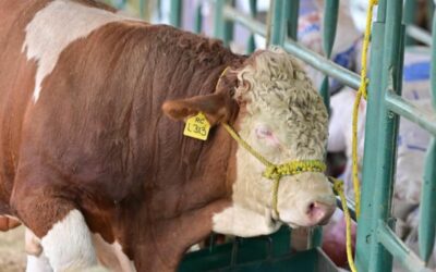 Sonora podrá reanudar exportación de ganado; EU impone medidas sanitarias contra el gusano barrenador