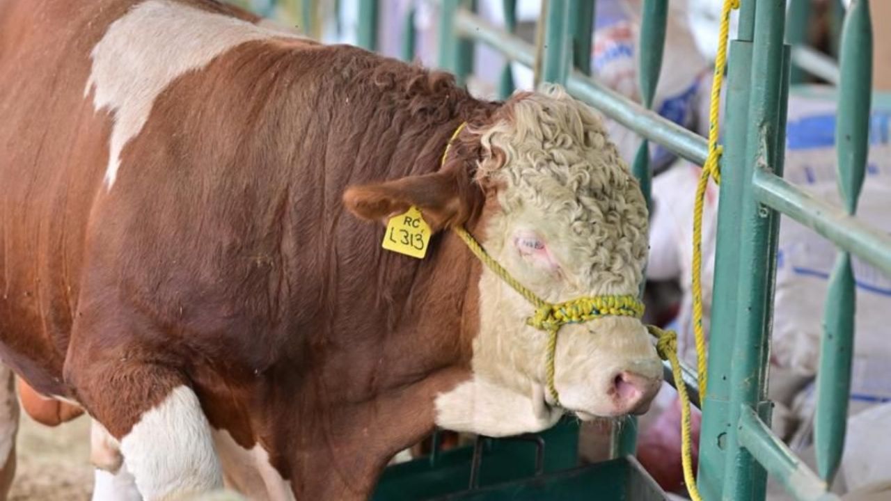 Sonora podrá reanudar exportación de ganado; EU impone medidas sanitarias contra el gusano barrenador