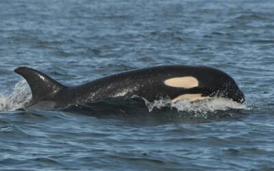 Mamá orca que cargó a su bebé muerto durante 17 días, tiene una nueva cría | FOTO