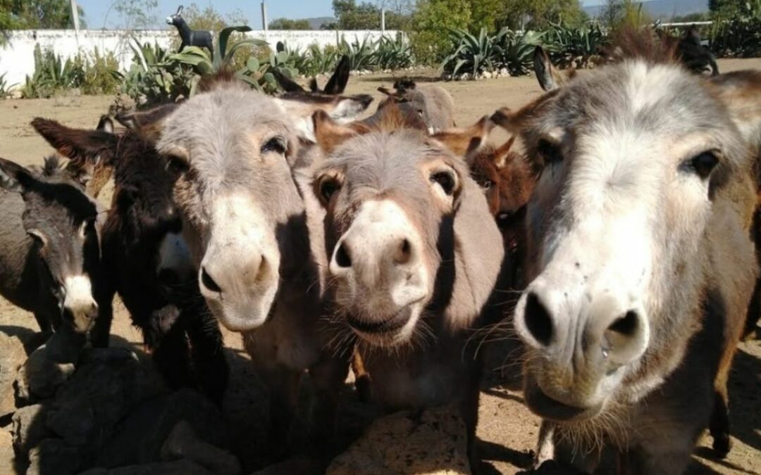 Burrolandia triunfó en el Festival de Cine Animal con su documental “Sigue la huella” por el que recibió un galardón