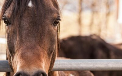 Caballo se desploma de cansancio al jalar carroza de quinceañera en Atlixco | VIDEO