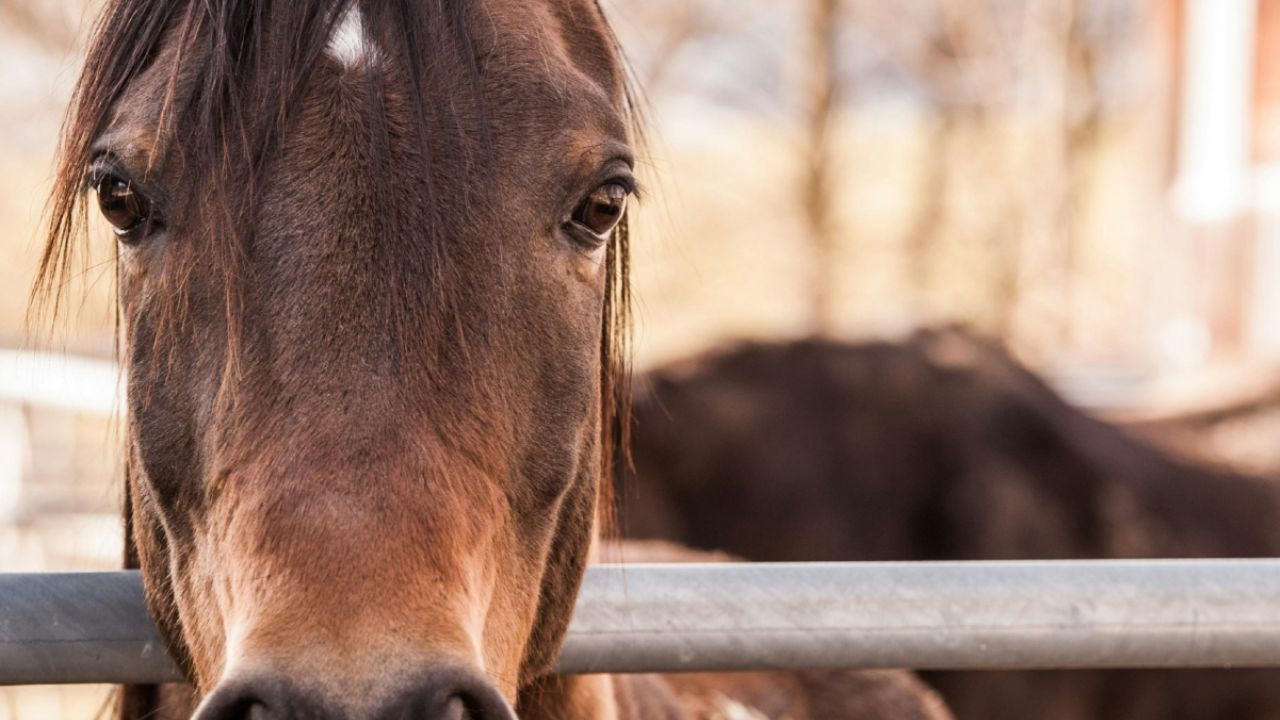 Caballo se desploma de cansancio al jalar carroza de quinceañera en Atlixco | VIDEO